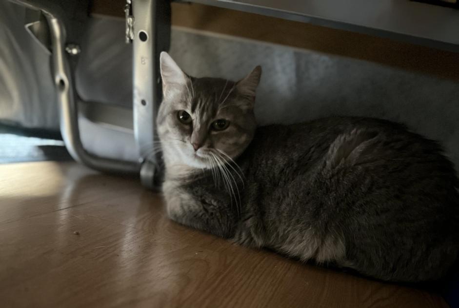 Alerte Disparition Chat croisement  Femelle , 6 ans Franois France