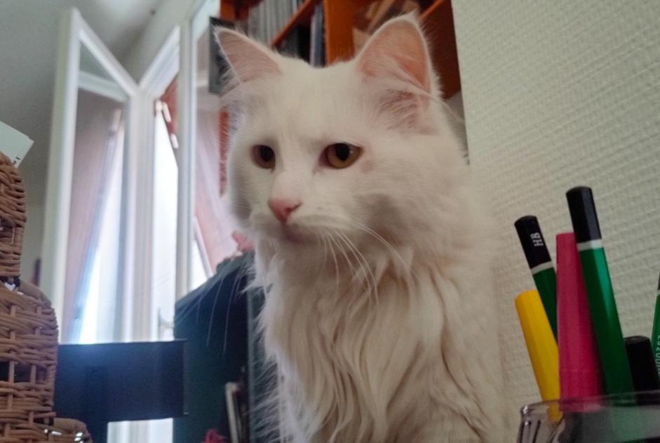 Alerte Disparition Chat Femelle , 2 ans Besançon France