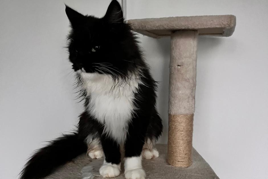 Verdwijningsalarm Kat Vrouwtje , 2 jaar Écot Frankrijk Verdwijningsalarm Kat Vrouwtje , 2 jaar Écot Frankrijk