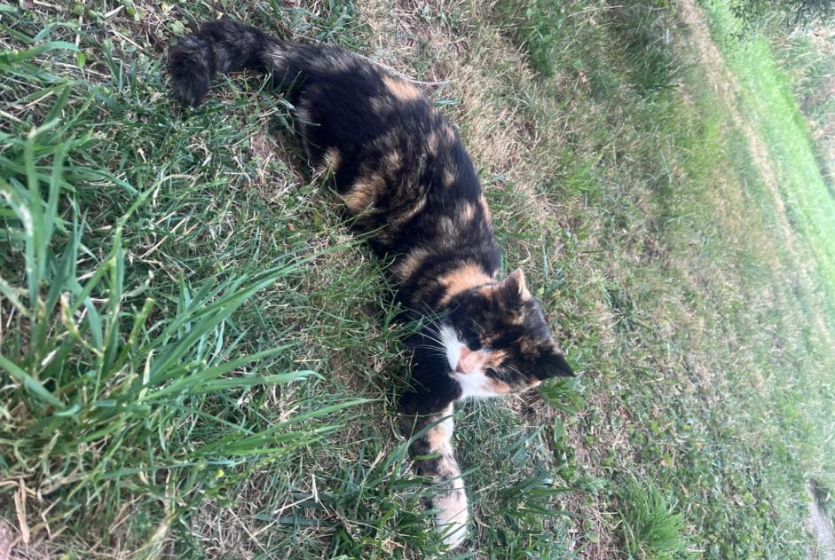 Ontdekkingsalarm Kat Onbekend Burgille Frankrijk Ontdekkingsalarm Kat Onbekend Burgille Frankrijk
