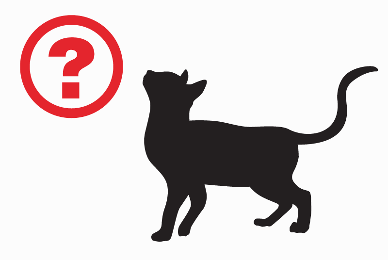 Alerte Découverte Chat Inconnu Besançon France